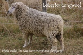 ross farm-leicester longwool-2